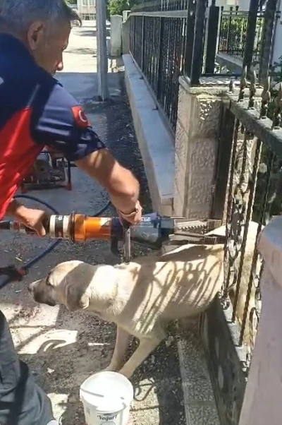 Demir kapıya sıkışan k&ouml;peği itfaiye kurtardı
