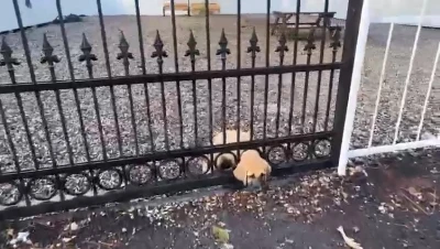 Demir kapıya sıkışan yavru köpeği itfaiye kurtardı
