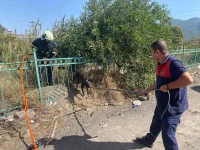 Demir korkuluğa sıkışıp mahsur kalan köpeği itfaiye kurtardı
