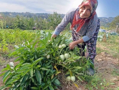 Demirci’de ilk kez pepino yetiştirildi
