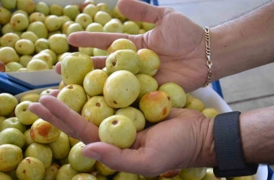 Demirci’de taze iri hünnap meyvesinin hasadı başladı
