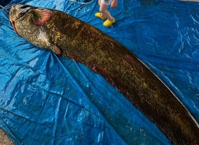 Demirköprü Barajı’nda 114 kiloluk yayın balığı yakalandı
