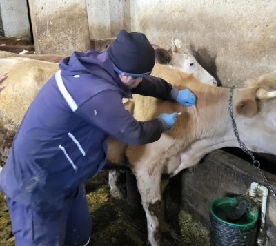 Demir&ouml;z&uuml;&rsquo;nde aşılama ve k&uuml;peleme &ccedil;alışmaları devam ediyor
