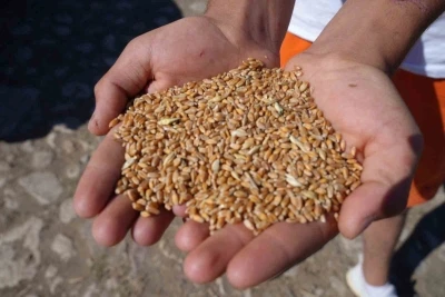 Demir&ouml;z&uuml;&rsquo;nde &ccedil;ift&ccedil;ilere y&uuml;zde 100 hibeli &uuml;retim desteği
