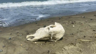 Denizden telef olmuş angus çıktı
