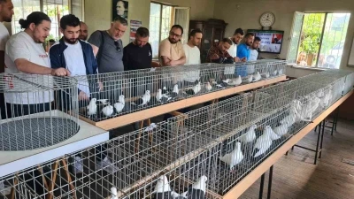 Denizli azman g&uuml;vercinleri g&uuml;zellikleriyle mest etti
