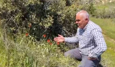 Denizli&rsquo;de anemon lalesi yetişti

