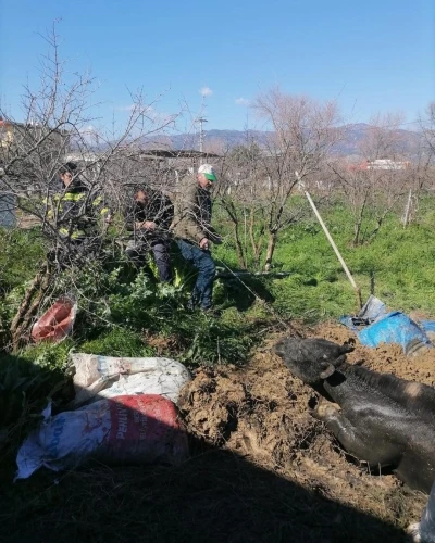 Denizli&rsquo;de foseptik &ccedil;ukuruna d&uuml;şen inek itfaiye ekiplerince kurtarıldı

