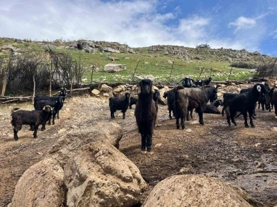 Denizli&rsquo;de k&uuml;&ccedil;&uuml;kbaş hayvancılık yetiştiriciliği giderek azarlıyor
