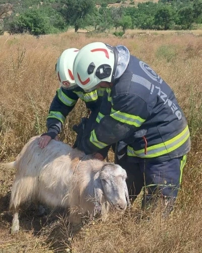 Denizli&rsquo;de kuyuya d&uuml;şen koyunları itfaiye kurtardı
