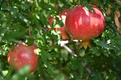 Denizli’de nar hasadı başladı
