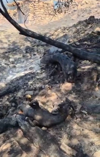 Denizli’deki yangın alanında kurtarılamayan bazı hayvanlar telef oldu
