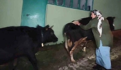 Dere suyu yükselince mahsur kalan hayvanlar 2.5 saatlik operasyonla kurtarıldı
