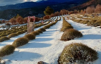 Derebucak&rsquo;ta mor bah&ccedil;eler beyaza b&uuml;r&uuml;nd&uuml;, barajlara su geldi
