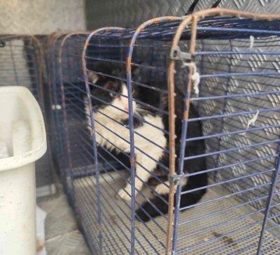 Derede mahsur kalan kedi kurtarıldı
