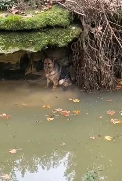 Dereye d&uuml;şen k&ouml;pek duyarlı vatandaş sayesinde kurtarıldı
