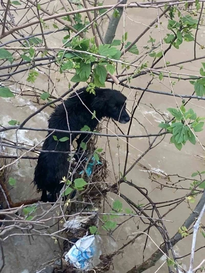 Dereye d&uuml;şen k&ouml;pek zorlu operasyonla kurtarıldı
