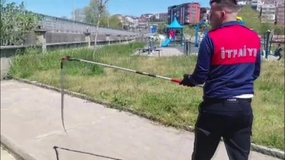 Dernek binasına giren yılanı itfaiye yakalayıp doğaya saldı
