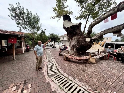 Dev cüsseli 500 yıllık çınar ağacı yıllara meydan okuyor

