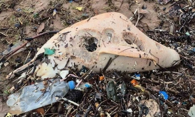 Dev dalgalar, &ouml;l&uuml; yunus balığının kalıntılarını sahile s&uuml;r&uuml;kledi
