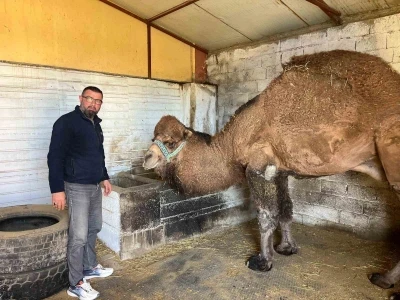 Deve g&uuml;reşleri iptal edilince develer dinlenmeye &ccedil;ekildi

