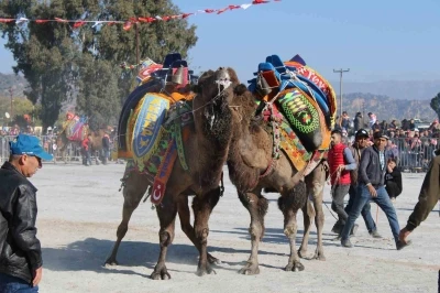 Deve güreşlerinin geleceğini aşılama oranı belirleyecek

