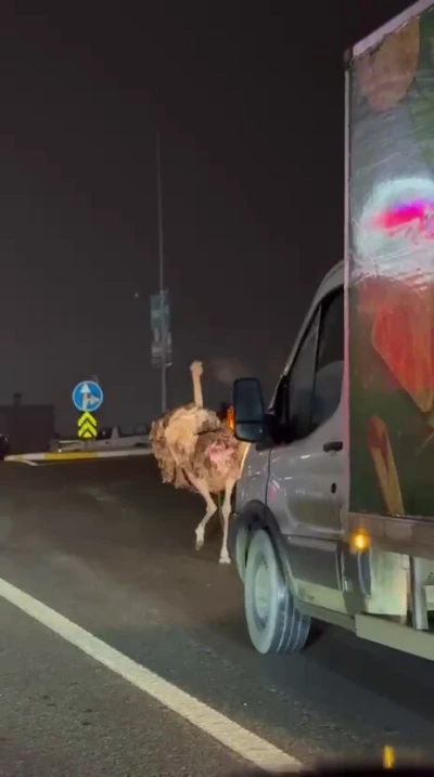 Deve kuşu, trafiği alt &uuml;st etti
