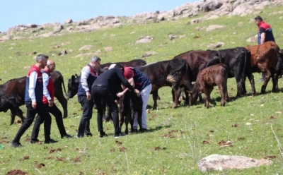 Devlet Desteğiyle Hayvancılık G&uuml;&ccedil;leniyor