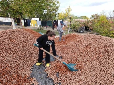 Devletten 49 yıllığına bedelsiz kiralanan arazilerde ceviz bereketi

