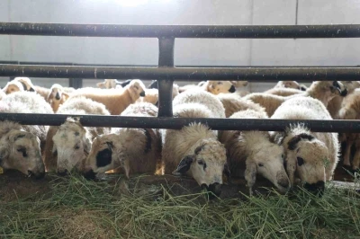 Devletten aldığı destekle küçükbaş hayvan çiftliği açtı
