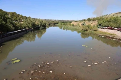 Dicle Nehri’nde balık ölümleri görüldü

