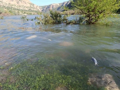 Dicle Nehri&rsquo;nde balık &ouml;l&uuml;mleri tedirgin etti
