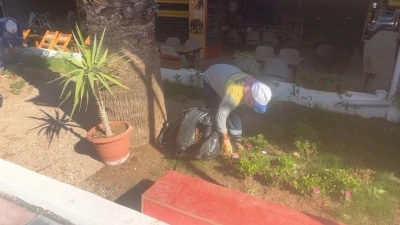 Didim Belediyesi&rsquo;nin kendi &uuml;retimi &ccedil;i&ccedil;ekler toprakla buluşuyor
