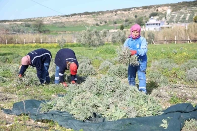 Didim&rsquo;de ada &ccedil;ayı hasadı yapıldı
