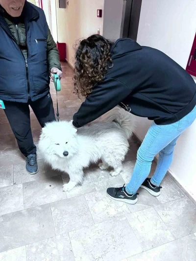 Didim&rsquo;de evcil hayvanlar aşılanıyor
