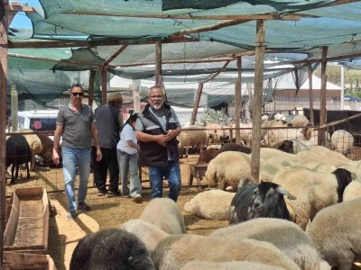 Didim&rsquo;de kurbanlıklar satışta
