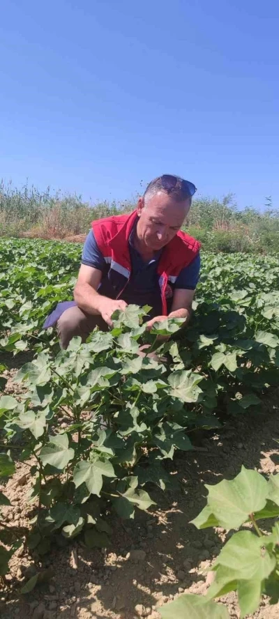 Didim&rsquo;de pamuk tarlalarında zararlı denetimi
