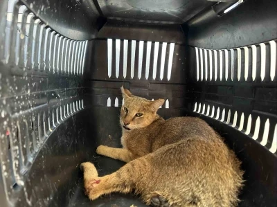 Didim’de yaralı halde bulunan dağ kedisi tedavi altına alındı
