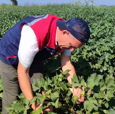 Didim’de zararlı yoğunluğuna rastlanmadı
