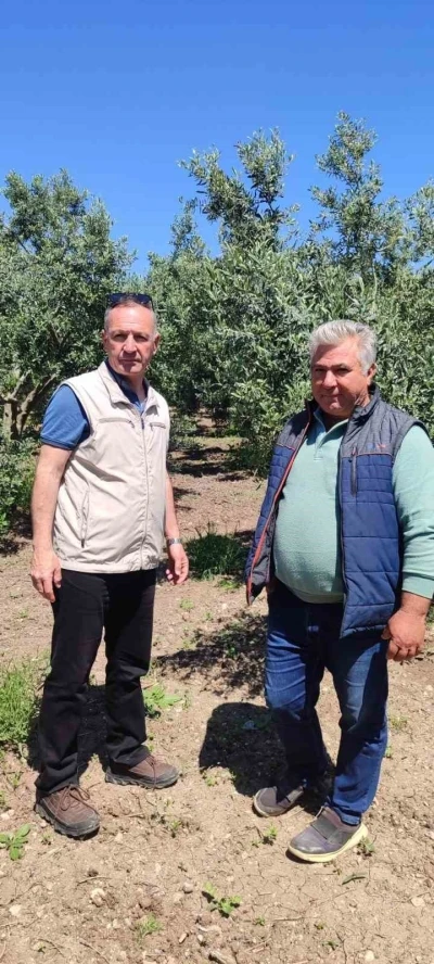 Didim&rsquo;de zeytin &uuml;reticilerine zararlı uyarısı
