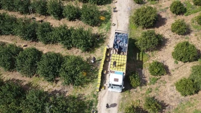 Dikenli limon &uuml;reticinin y&uuml;z&uuml;n&uuml; g&uuml;ld&uuml;rd&uuml;
