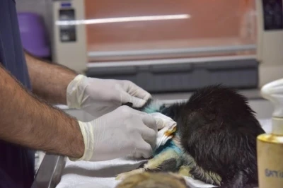 Distal oblik kırığı tespit edilen kedi 2 saatlik operasyon ile sağlığına kavuştu
