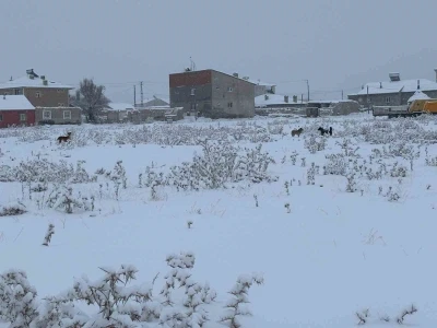 Diyadin&rsquo;de başıboş k&ouml;pekler tedirgin ediyor
