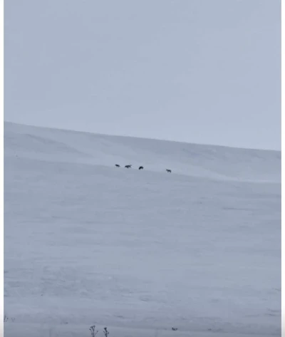 Diyadin&rsquo;de kurt s&uuml;r&uuml;s&uuml; g&ouml;r&uuml;ld&uuml;
