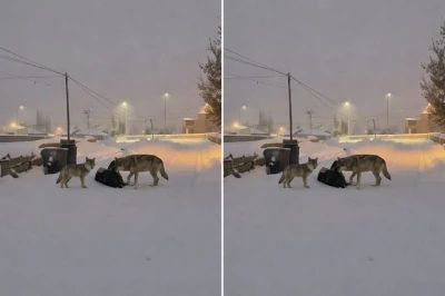Diyadin&rsquo;de kurtlar mahalle arasına indi
