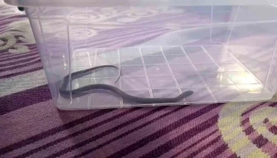 Diyarbakır’da 4’üncü kattaki bir evin çocuk odasına yılan girdi
