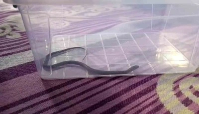 Diyarbakır’da 4’üncü kattaki bir evin çocuk odasına yılan girdi