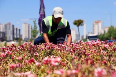 Diyarbakır&rsquo;da 500 bin &Ccedil;in karanfili &uuml;retildi, &ccedil;i&ccedil;ekler toprakla buluştu
