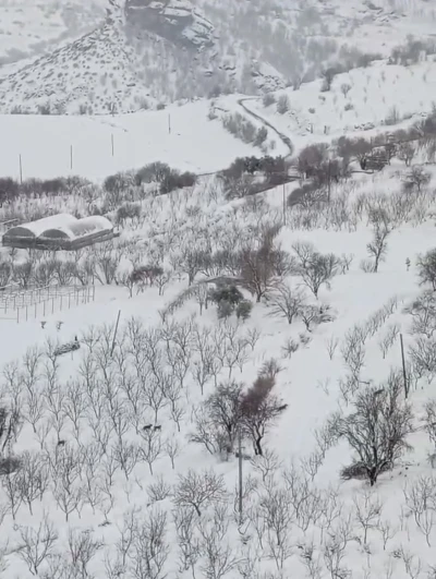 Diyarbakır&rsquo;da a&ccedil; kalan kurt s&uuml;r&uuml;s&uuml; yerleşim yerine indi
