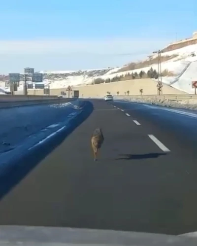 Diyarbakır&rsquo;da ana yola inen bir kurt, uzun s&uuml;re bir aracın &ouml;n&uuml;nde koştu
